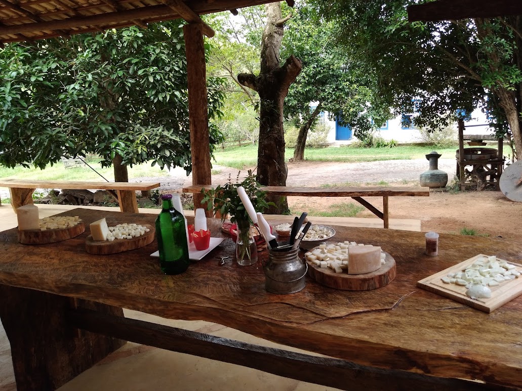 Búfalos da Fazenda Latte Buono
