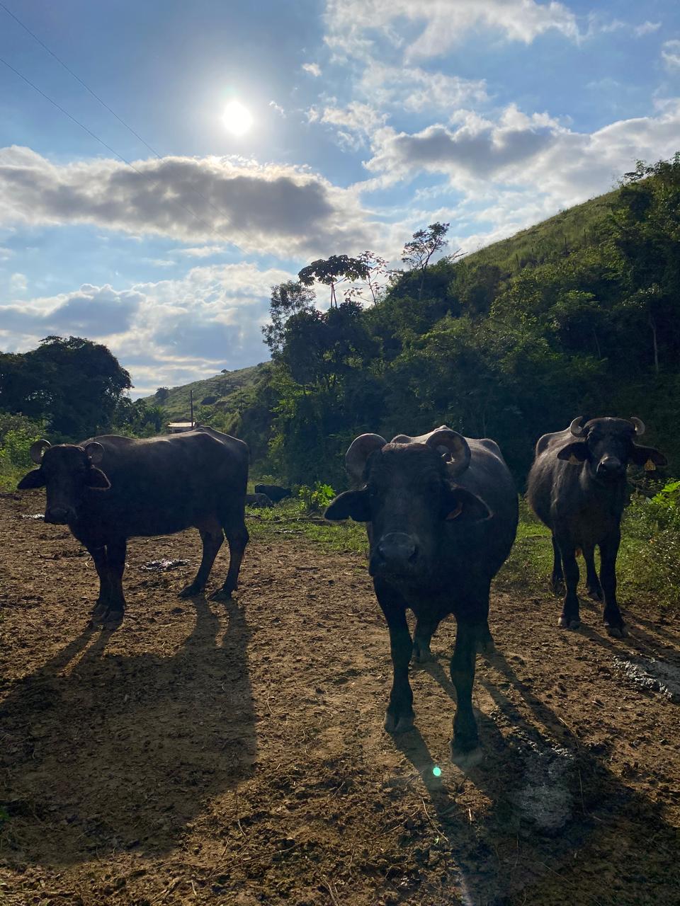 Bufalos posando para uma foto com um céu bonito.